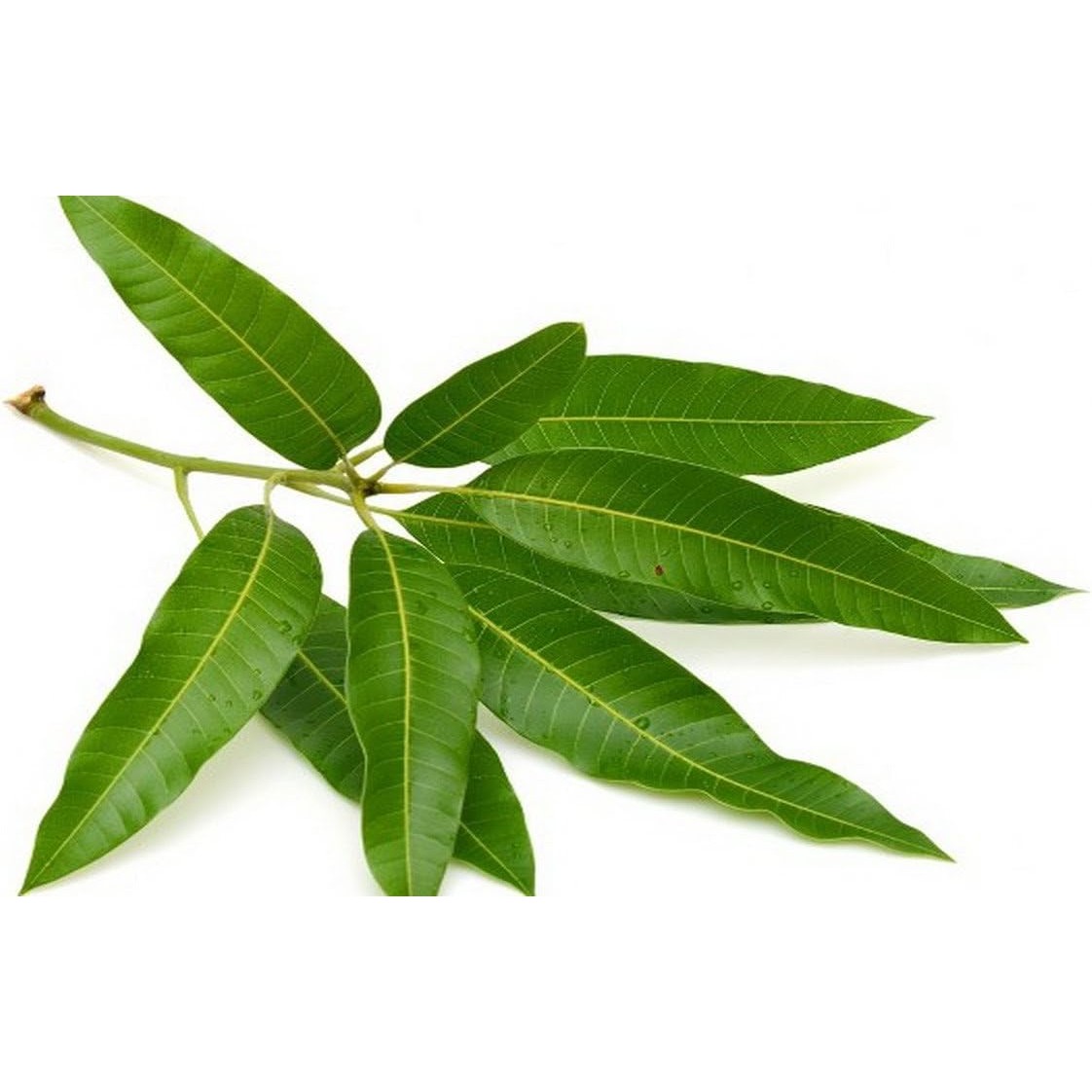 Mango Leaves Pack 10 PCS