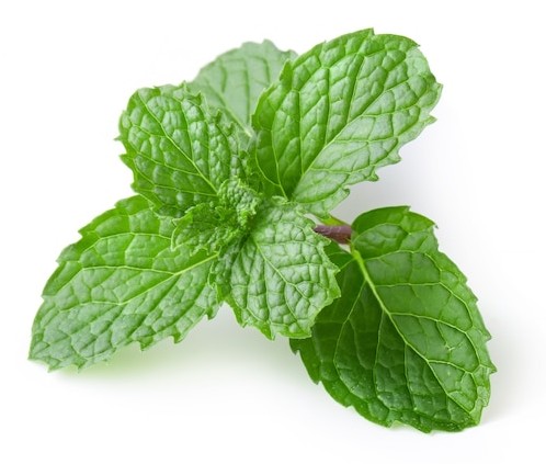 Mint 1 PACK