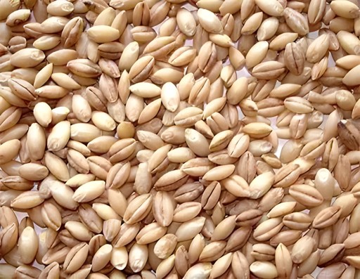 Ankur Haleem Wheat 4 LBS