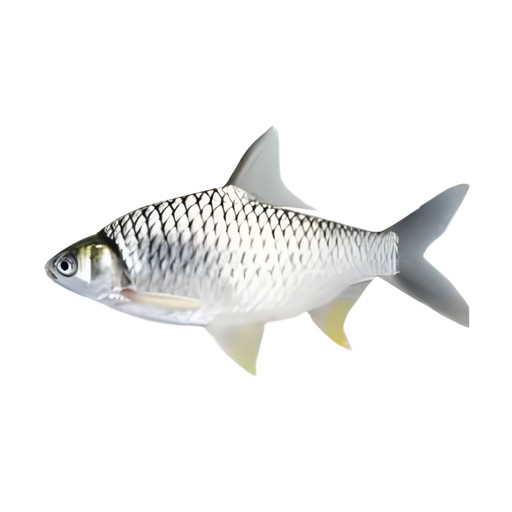 SHERA SHOR PUTI BLOCK 500 GM