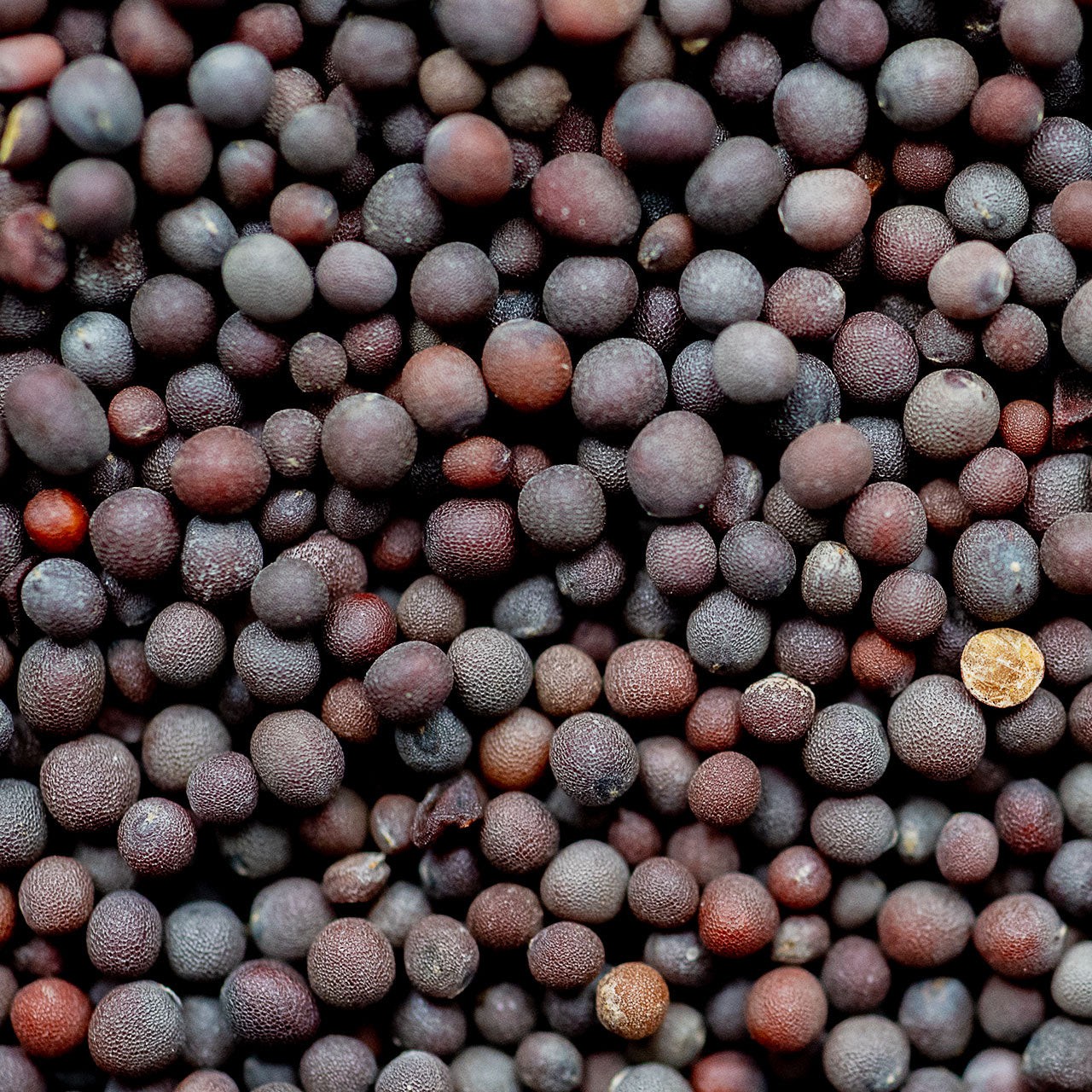 DEEP MUSTARD SEED 7 OZ