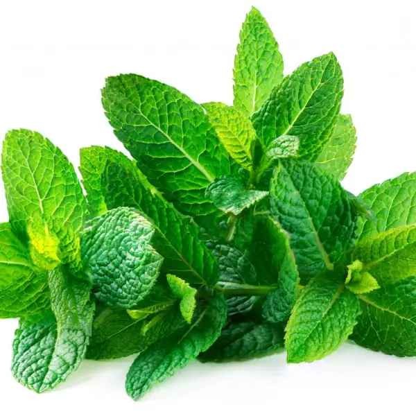 Spearmint 0.33 Lbs