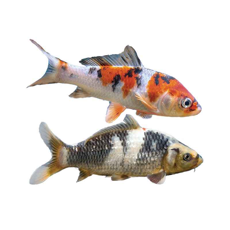 BIG KOI FISH