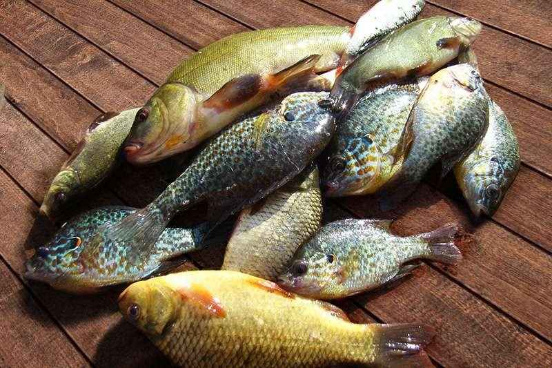 MIX FISH