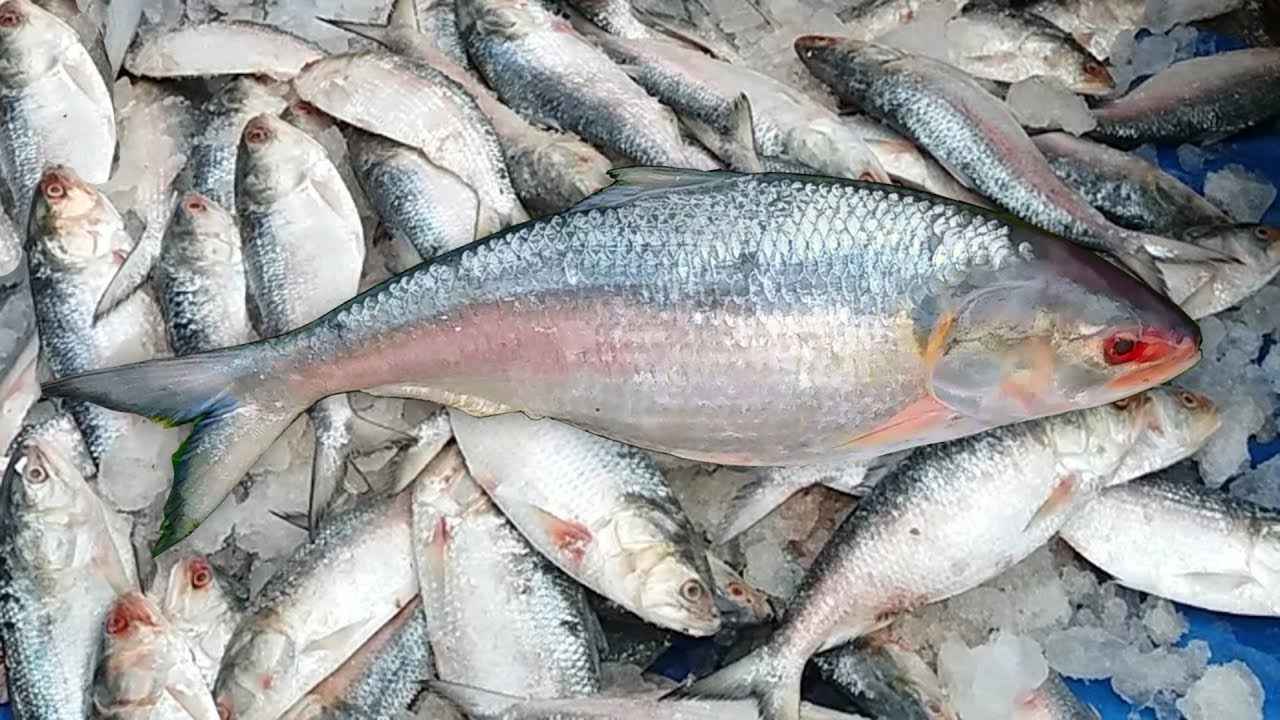 BIG HILSA