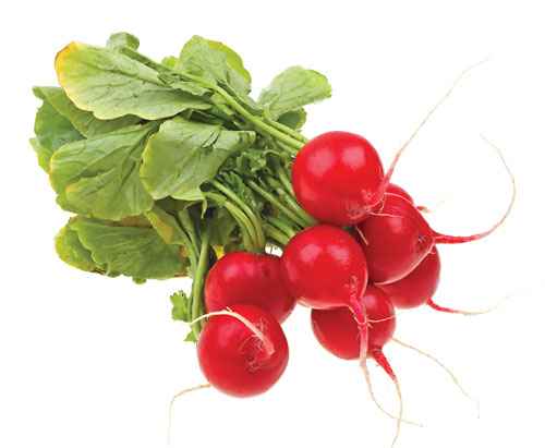 FRESH RADISHES