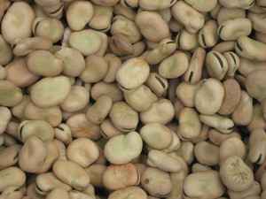 HABASH LARGE BROAD BEANS