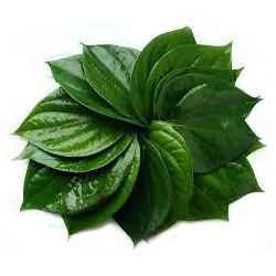 Fresh Paan Leaves