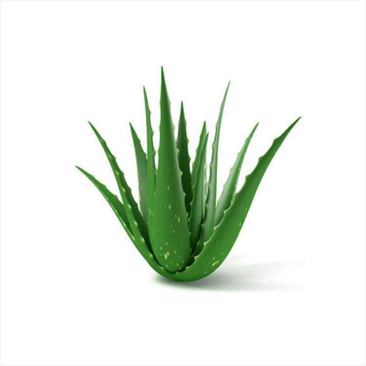 Aloevera
