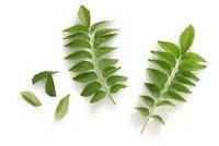 Curry Leaves (Big Pack)