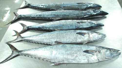 King Fish Stick (Surmai) (2LB)