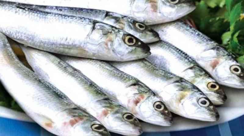 Big Chapila (Frozen Cut Clean Ready To Cook)