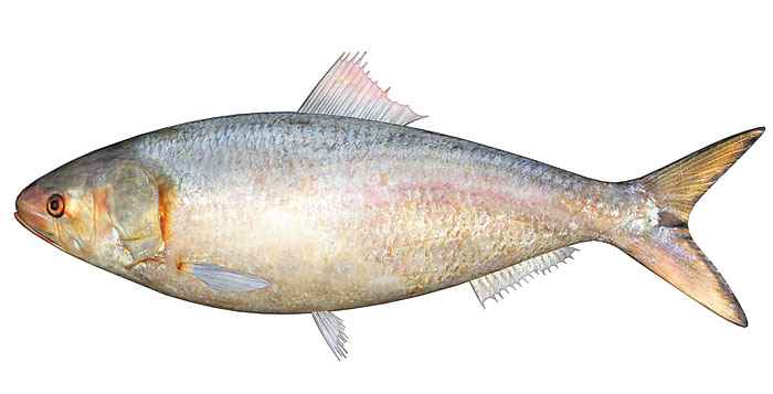 Hilsha (Frozen Cut Clean Ready To Cook)