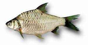 Sharputi (Frozen Cut Clean Ready To Cook)