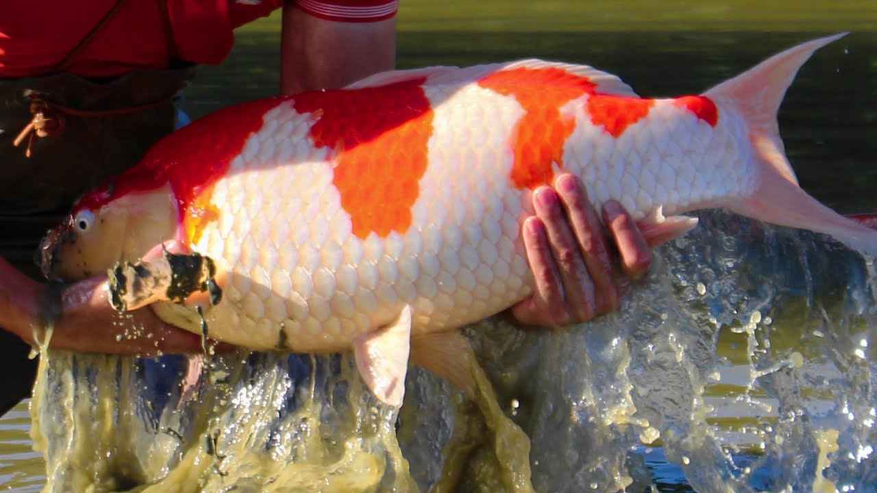 Koi (Frozen Cut Clean Ready To Cook)