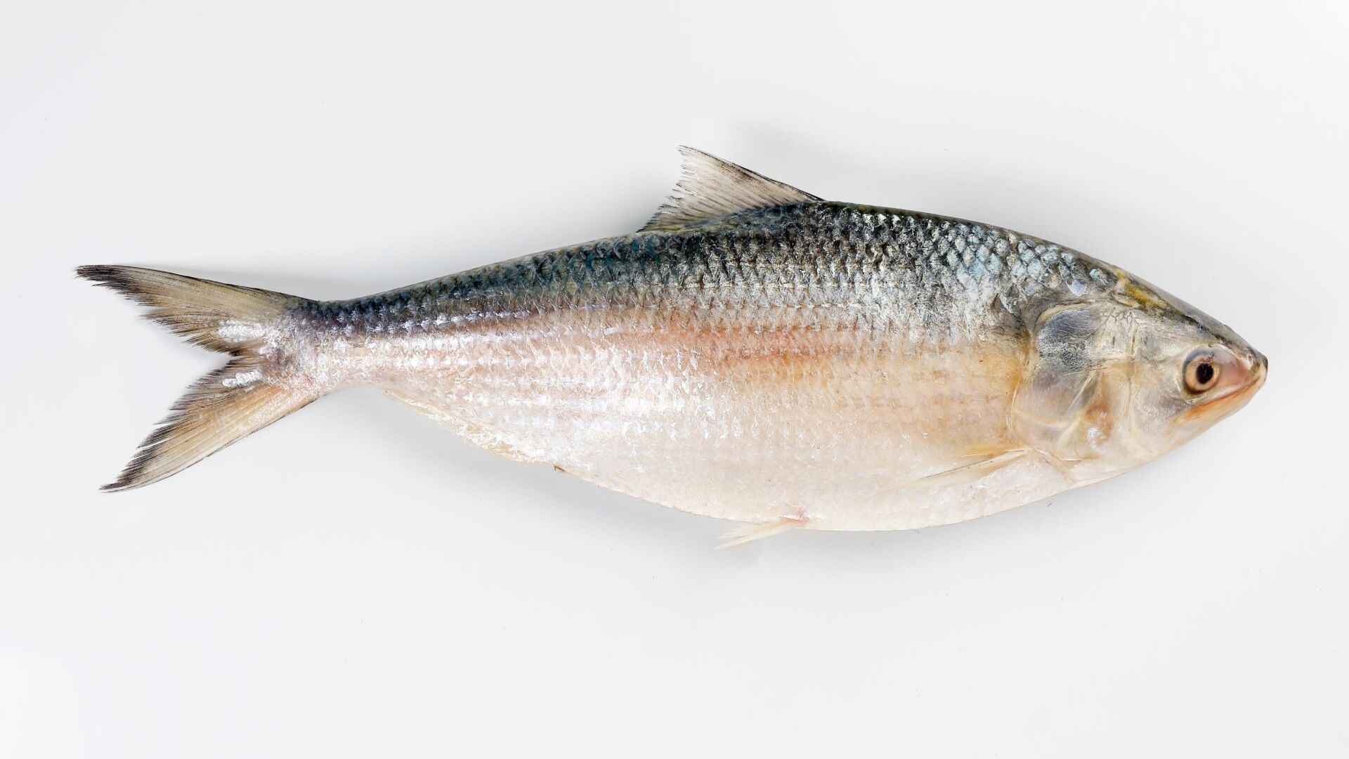 HILSA