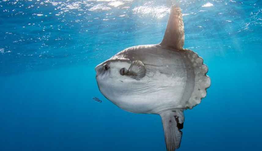 MOLA