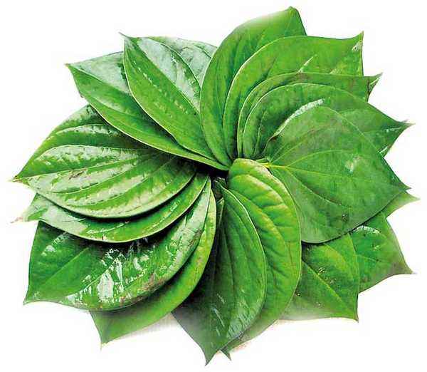 Betel Paan Leaves