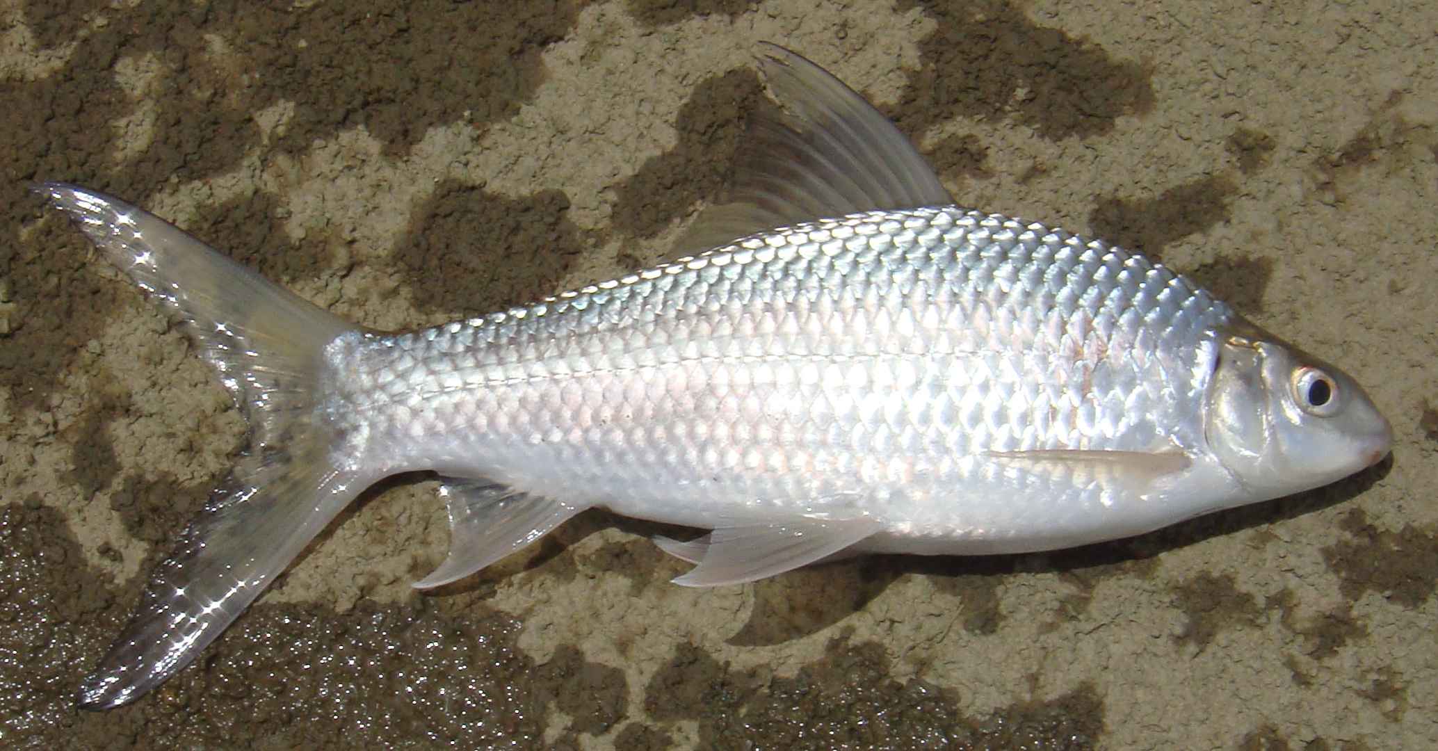 Mrigal (9 15lbs)