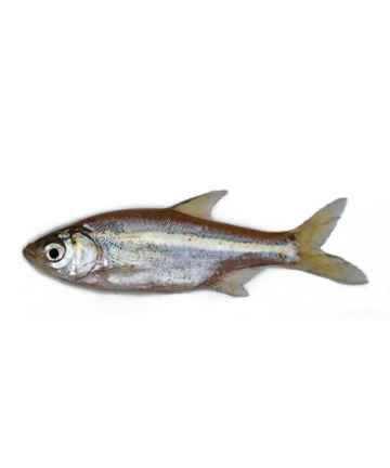 Mola (Frozen Cut Clean Ready To Cook)