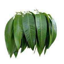 MANGO LEAF BUNCH