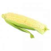 Fresh Corn