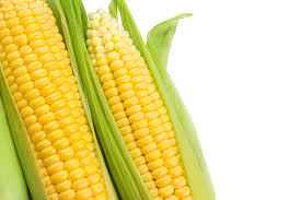Red And White Golden Sweet Corn