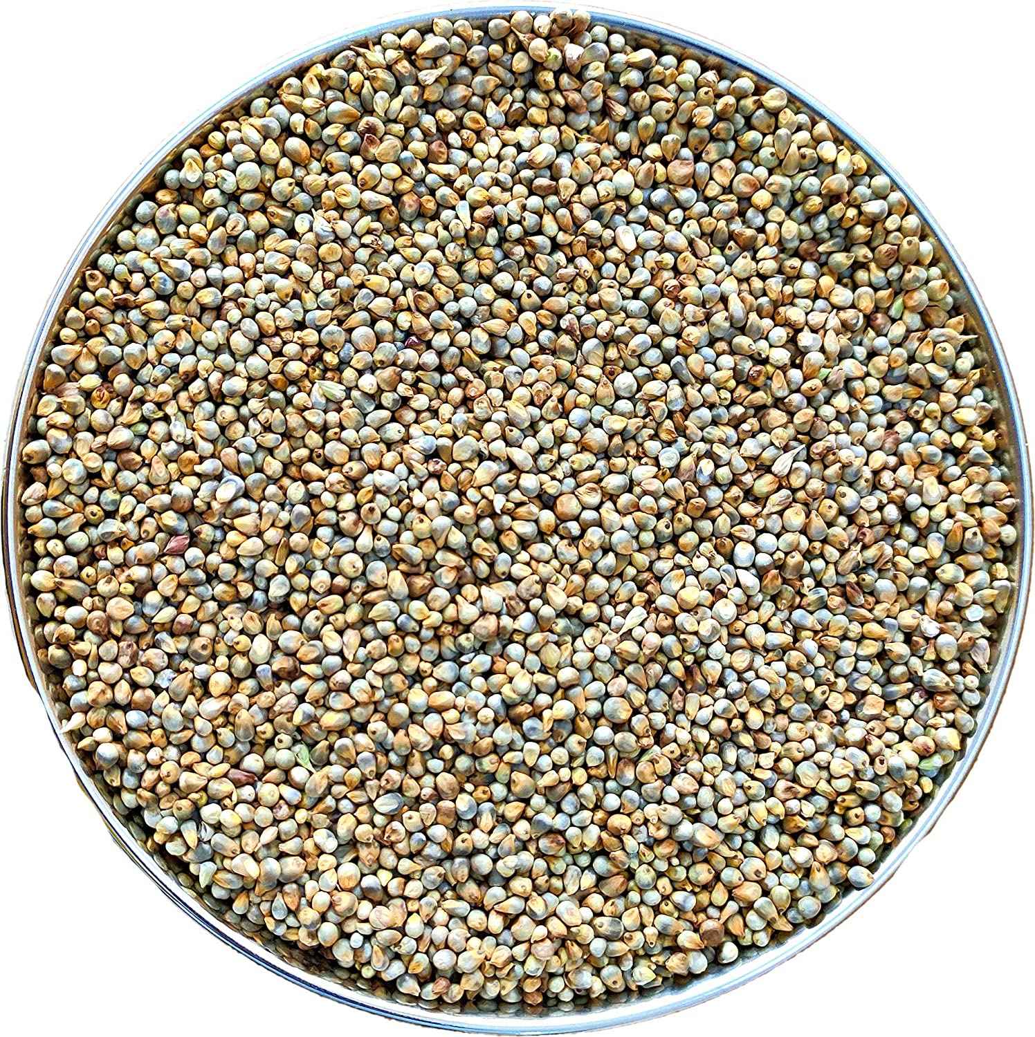 Devam Pearl Millet