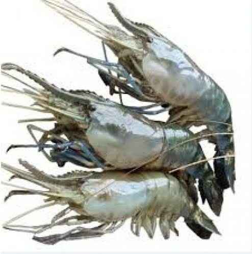 King Prawns Golda