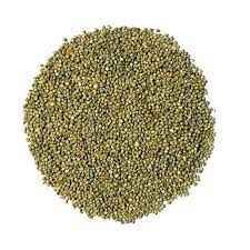 Devam Pearl Millet