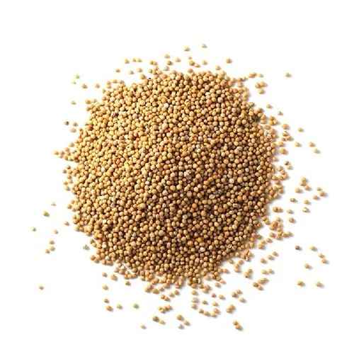 Gaz Mustard Seeds