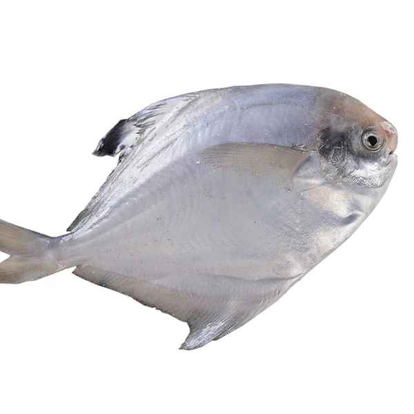 White Pomfret Whole