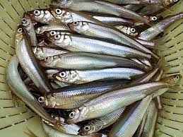Fresh Smelts