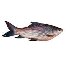 Rohu