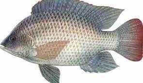 Telapia