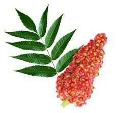 Mid East Sumac