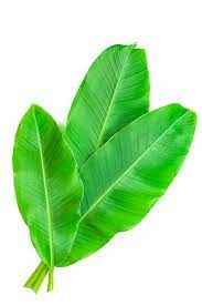 Banana Leaves