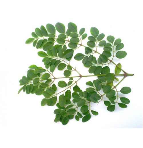 DRUMSTICK LEAVES