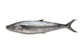 King Fish