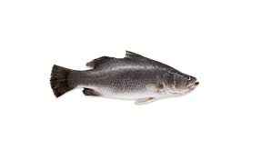 Fresh Frozen Koral