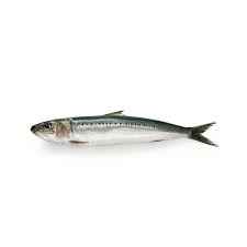 OB Oman Sardine Whole