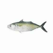 OG INDIAN MACKEREL