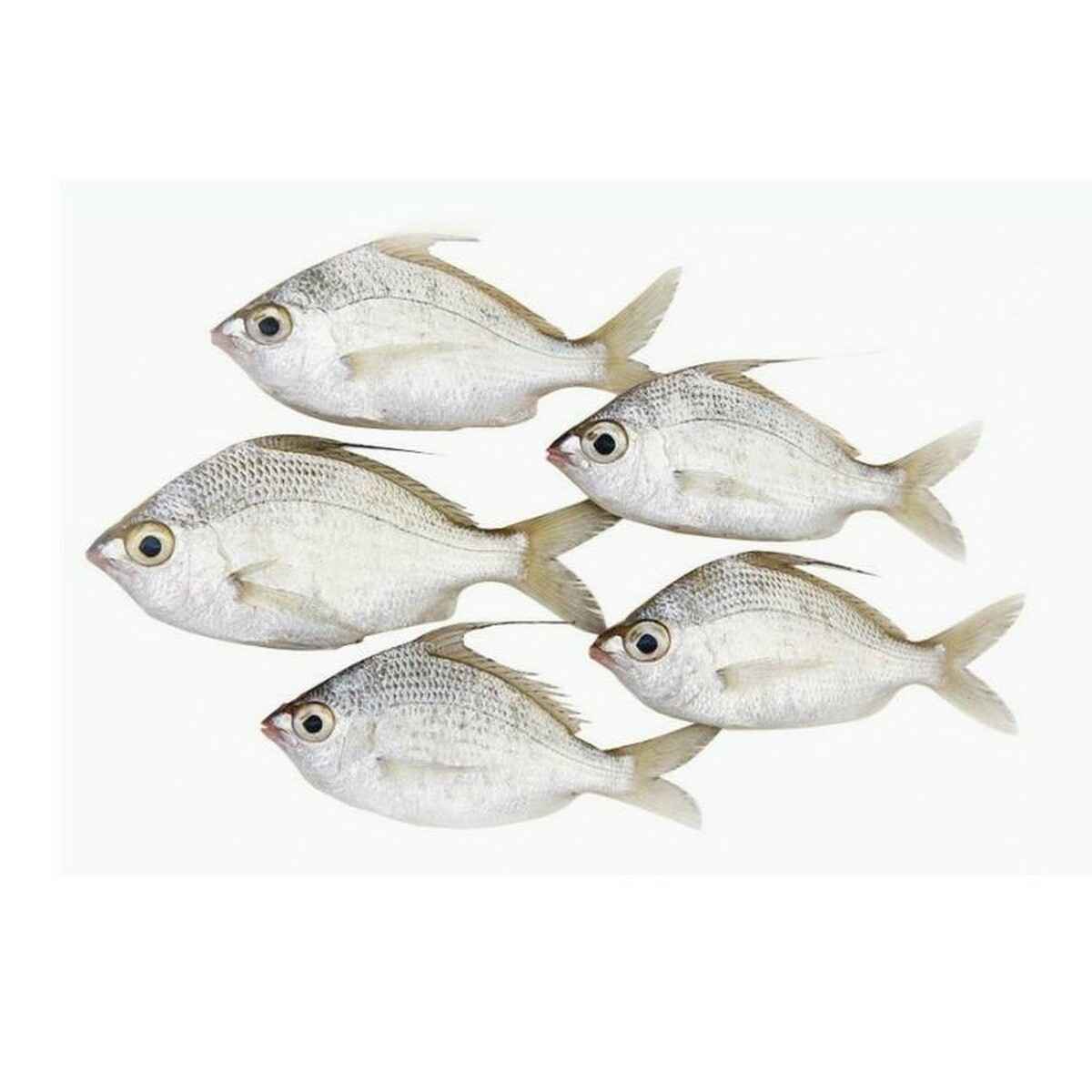 OG SLIVER BIDDY W FISH