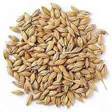 JAV (BARLEY)