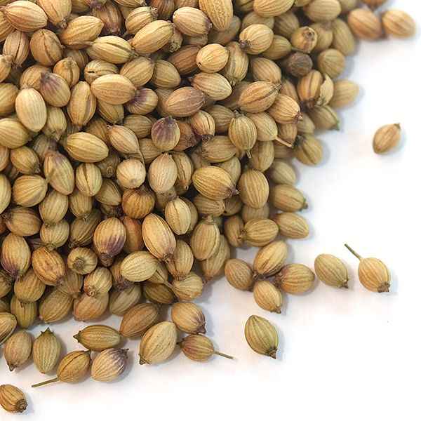 Adani Coriander Seeds