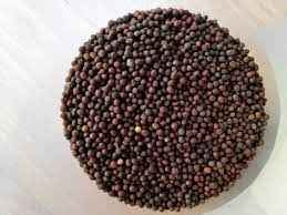 Adani Mustard Seeds