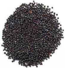 Krish Mustard Seed
