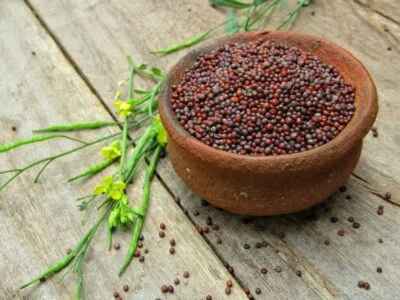 Laxmi Mustard Seed
