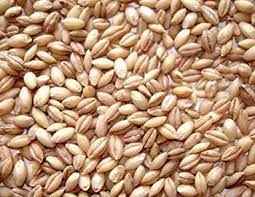 DESI HALEEM WHEAT