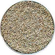 Devam Pearl Millet